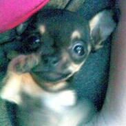 Russisk toy terrier my honey bun