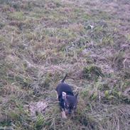 Russisk toy terrier my honey bun