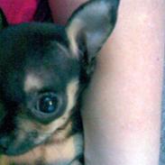 Russisk toy terrier my honey bun