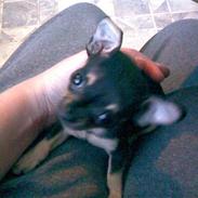 Russisk toy terrier my honey bun