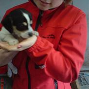 Dansk svensk gaardhund Manse