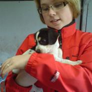 Dansk svensk gaardhund Manse