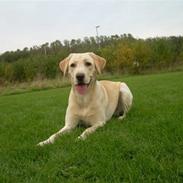 Labrador retriever Diddi