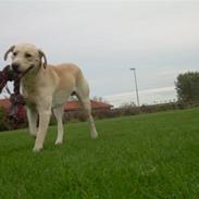 Labrador retriever Diddi