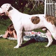 Amerikansk bulldog sonneholts rommel(don)