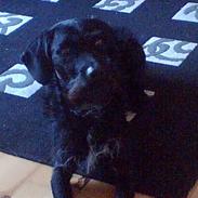Blanding af racer Rottehund Max