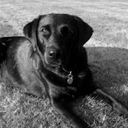 Labrador retriever Dina