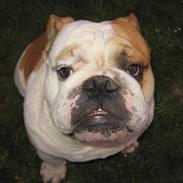 Engelsk bulldog Rickie død 31.03.08