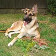 Blanding af racer Sikka