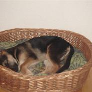 Blanding af racer Sikka