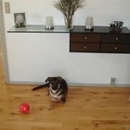 Blanding af racer Sikka