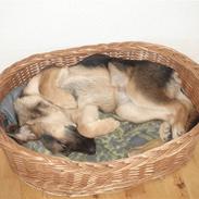 Blanding af racer Sikka