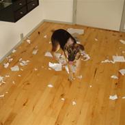 Blanding af racer Sikka