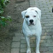 Amerikansk bulldog Vesterborgs  Babe