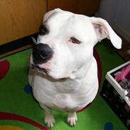 Amerikansk bulldog Vesterborgs  Babe