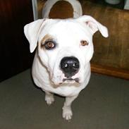 Amerikansk bulldog Vesterborgs  Babe