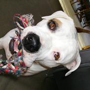 Amerikansk bulldog Vesterborgs  Babe