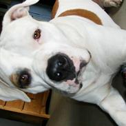 Amerikansk bulldog Vesterborgs  Babe