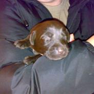 Labrador retriever Xenia