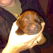 Labrador retriever Xenia