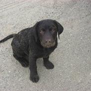 Labrador retriever Pumba