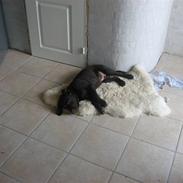 Labrador retriever Pumba
