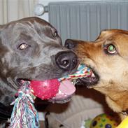 Blanding af racer Tyson