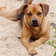 Blanding af racer Tyson