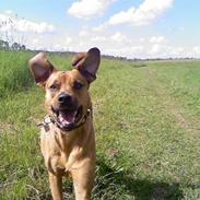 Blanding af racer Tyson