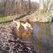 Blanding af racer Tyson