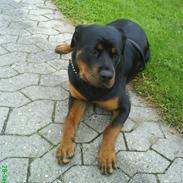 Rottweiler Cindy