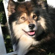 Finsk lapphund Lapinlumon