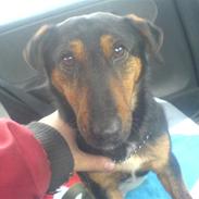 Jack russell terrier zippo