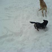 Jack russell terrier zippo