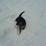 Jack russell terrier zippo