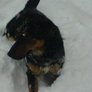 Jack russell terrier zippo