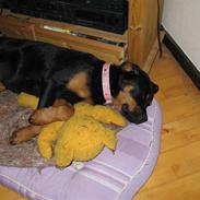 Rottweiler malou