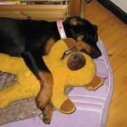 Rottweiler malou