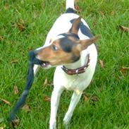 Dansk svensk gaardhund Fifi