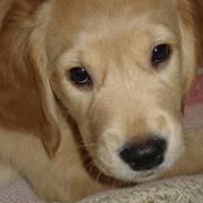 Golden retriever Nala