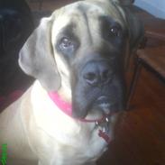 Mastiff Hugedogge The Queen