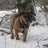 Blanding af racer Buster