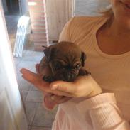 Blanding af racer Buster