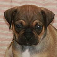 Blanding af racer Buster