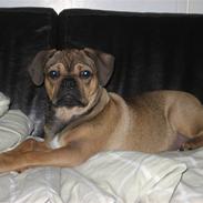 Blanding af racer Buster