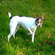 Dansk svensk gaardhund Fifi