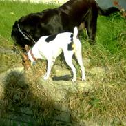 Dansk svensk gaardhund Fifi