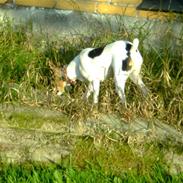 Dansk svensk gaardhund Fifi