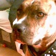 Amerikansk staffordshire terrier minni