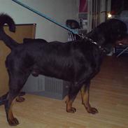 Rottweiler Gismo